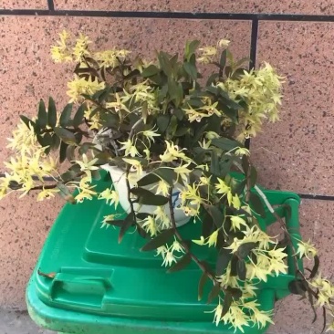 铁皮石斛盆栽