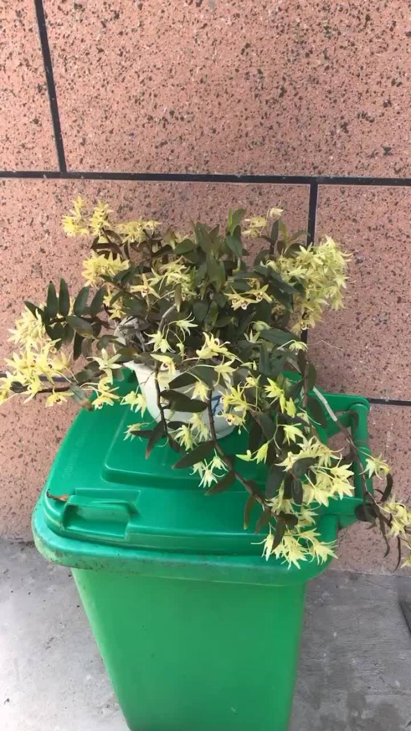铁皮石斛盆栽