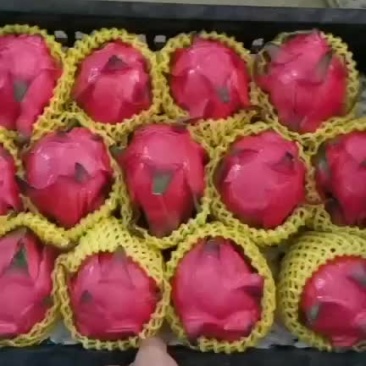 红宝石火龙果