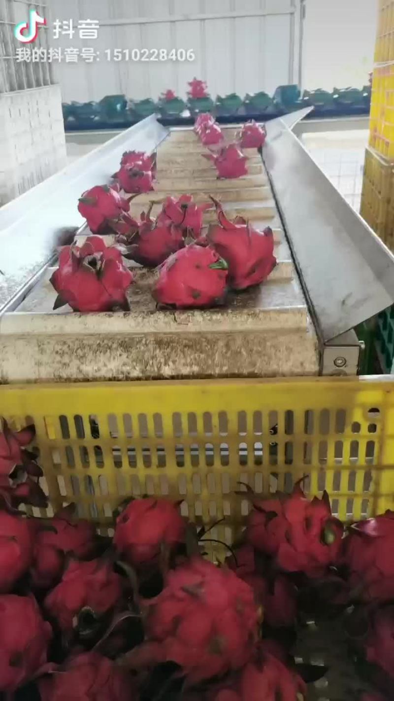 红宝石火龙果