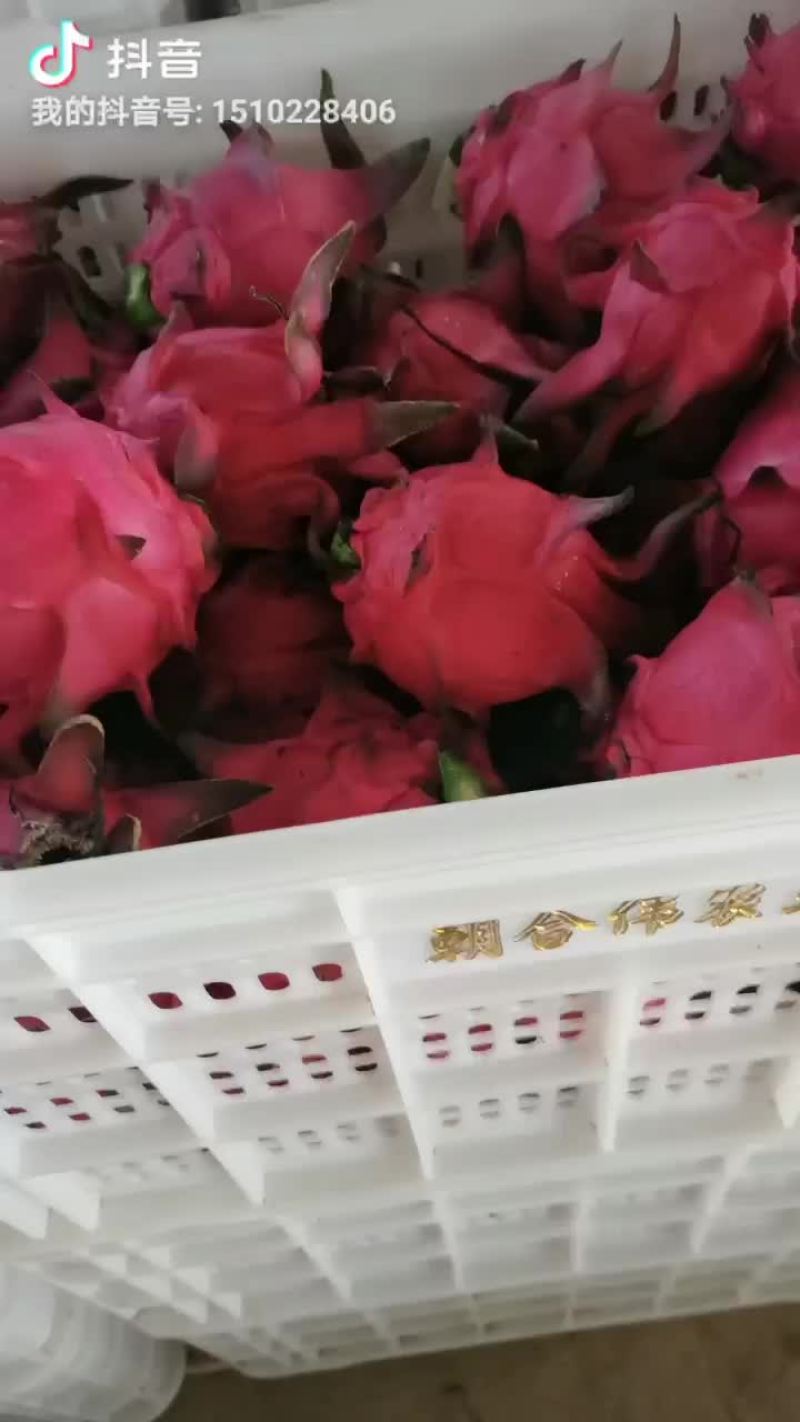 红宝石火龙果
