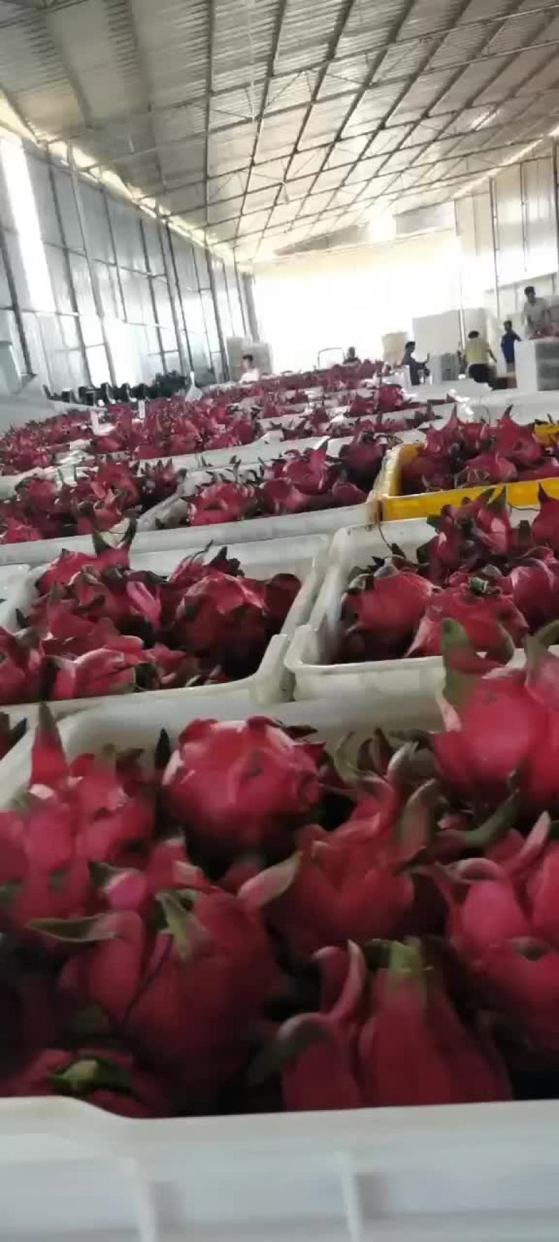 红宝石火龙果