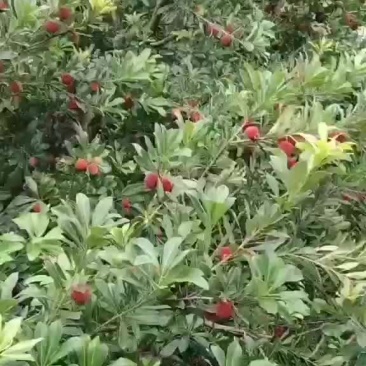 东魁杨梅已上市