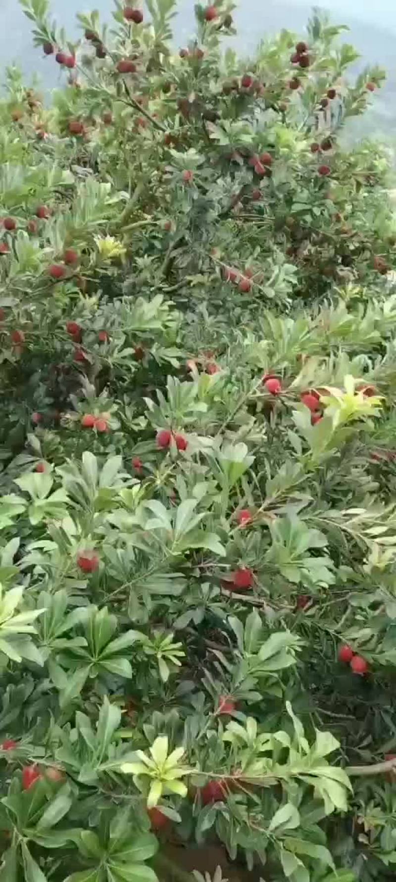 东魁杨梅已上市