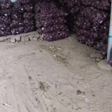 洋葱