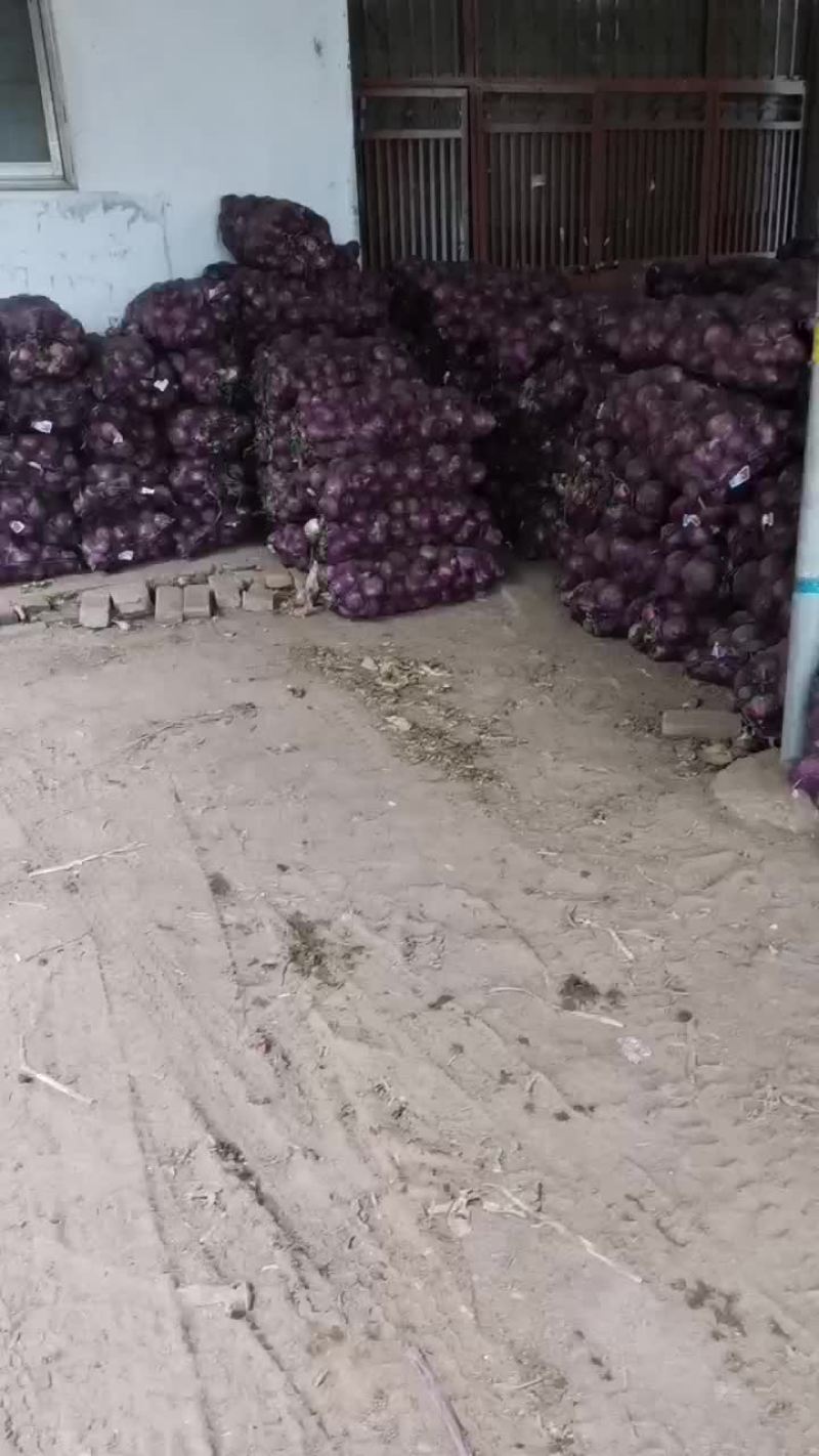 洋葱