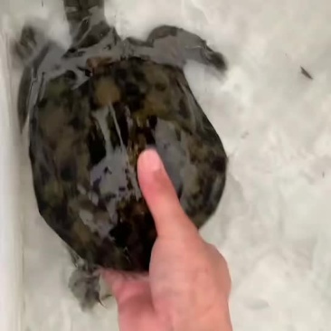 正宗农村土甲鱼