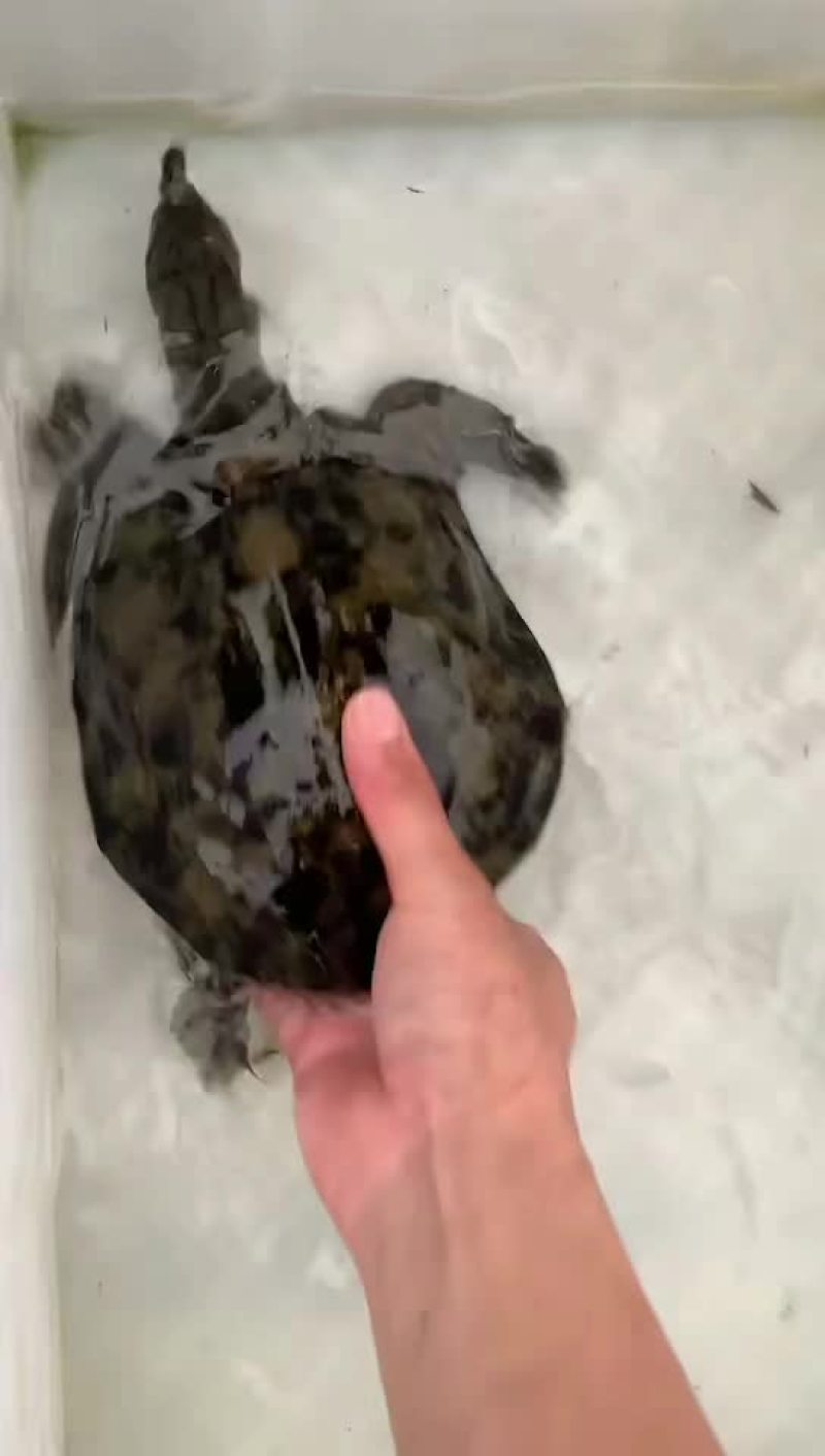 正宗农村土甲鱼