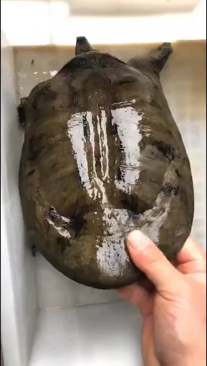 正宗农村土甲鱼