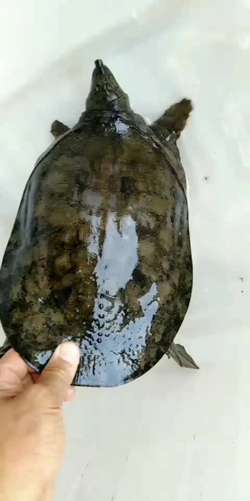 正宗农村土甲鱼