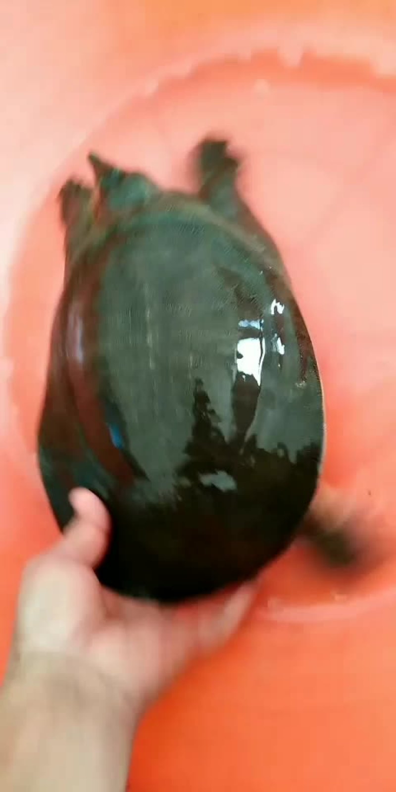 正宗农村土甲鱼
