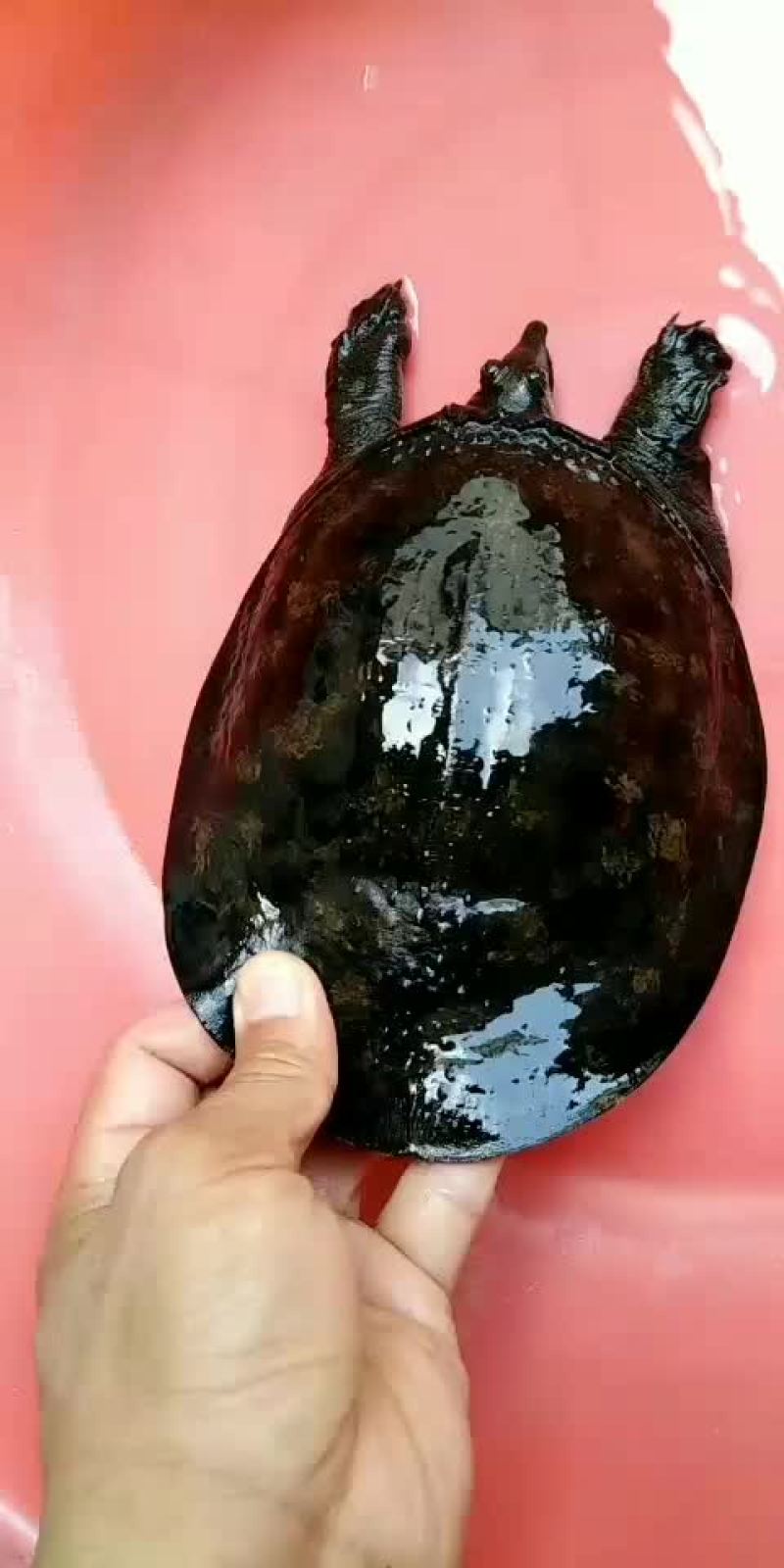 正宗农村土甲鱼