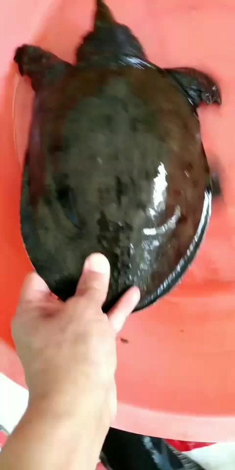 正宗农村土甲鱼