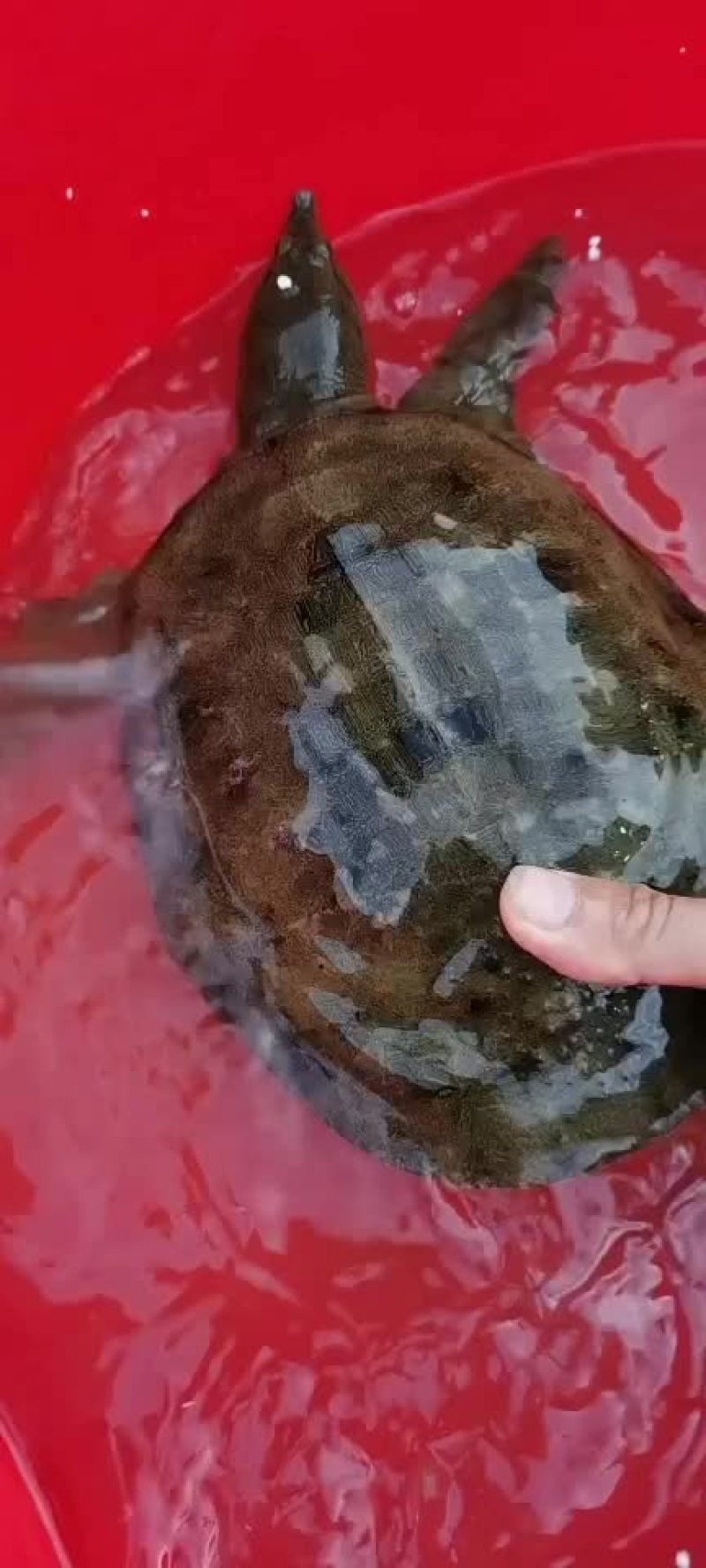正宗农村土甲鱼