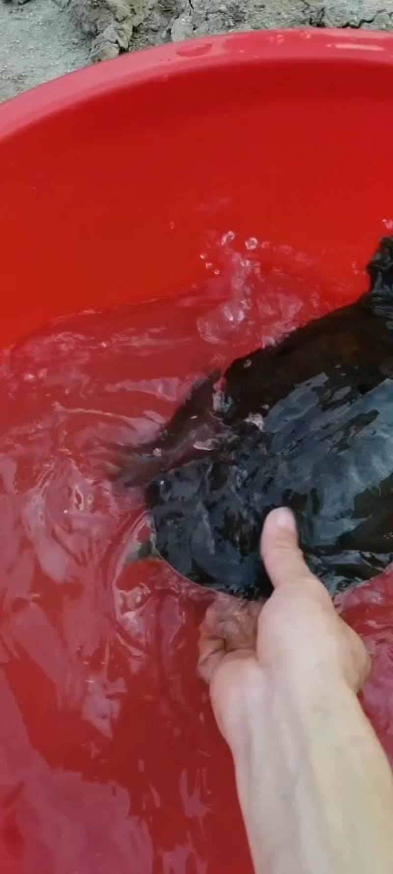 正宗农村土甲鱼