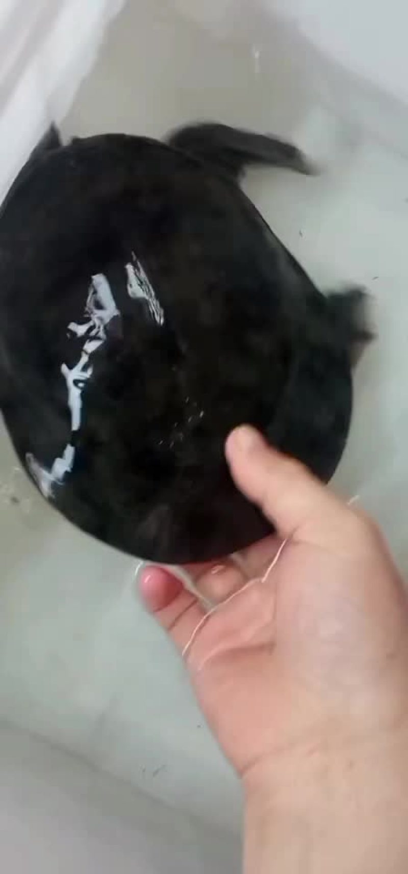 正宗农村土甲鱼