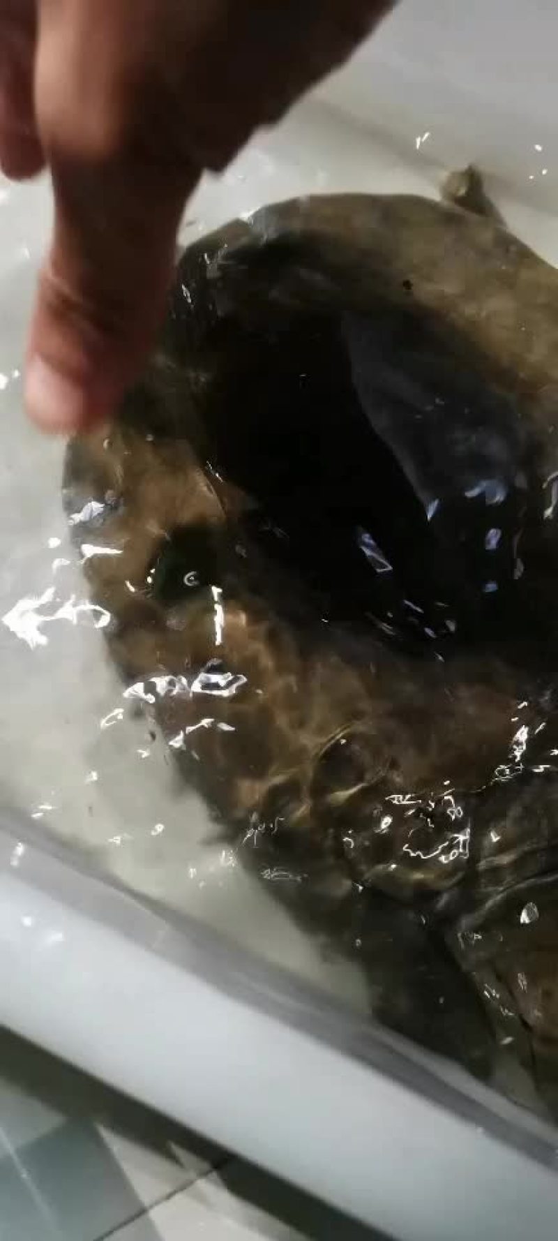 正宗农村土甲鱼