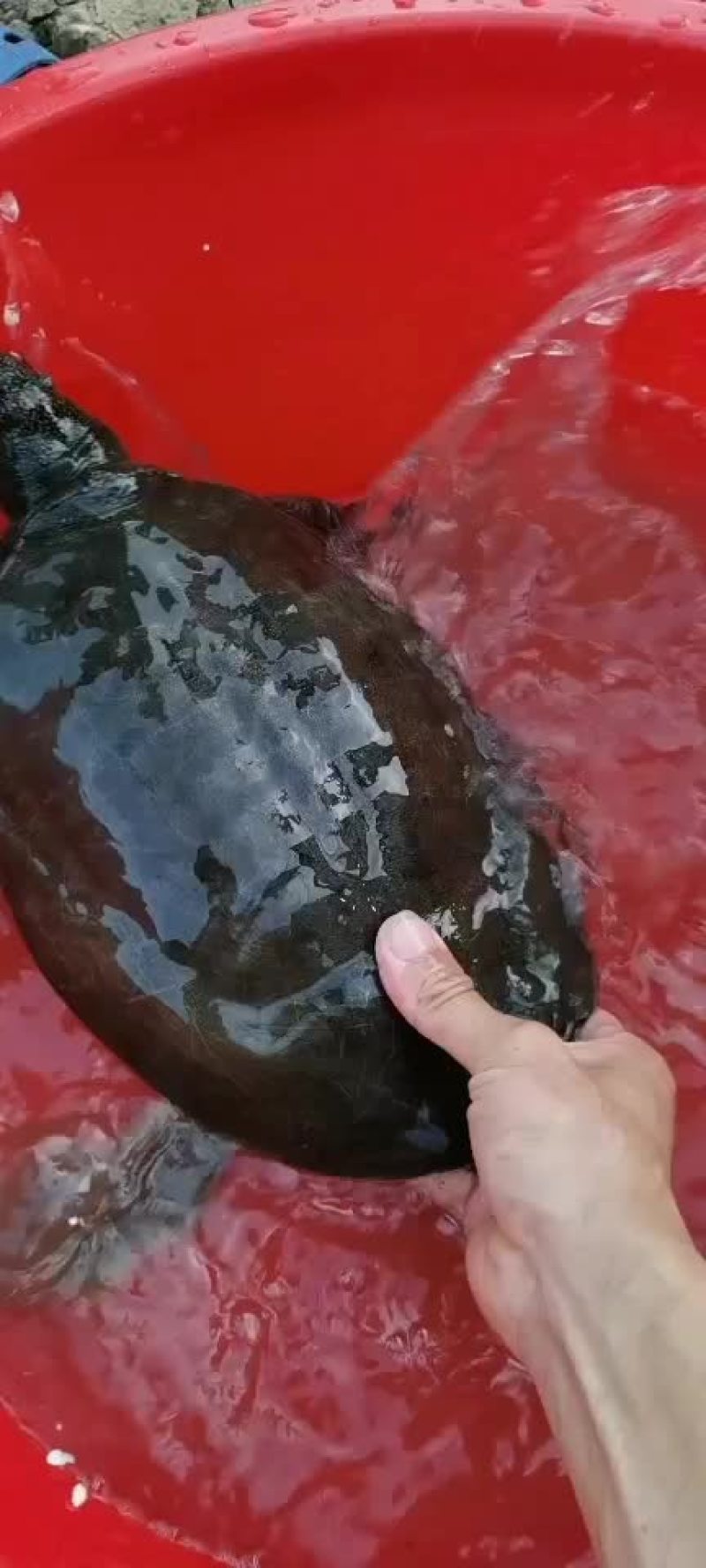 正宗农村土甲鱼