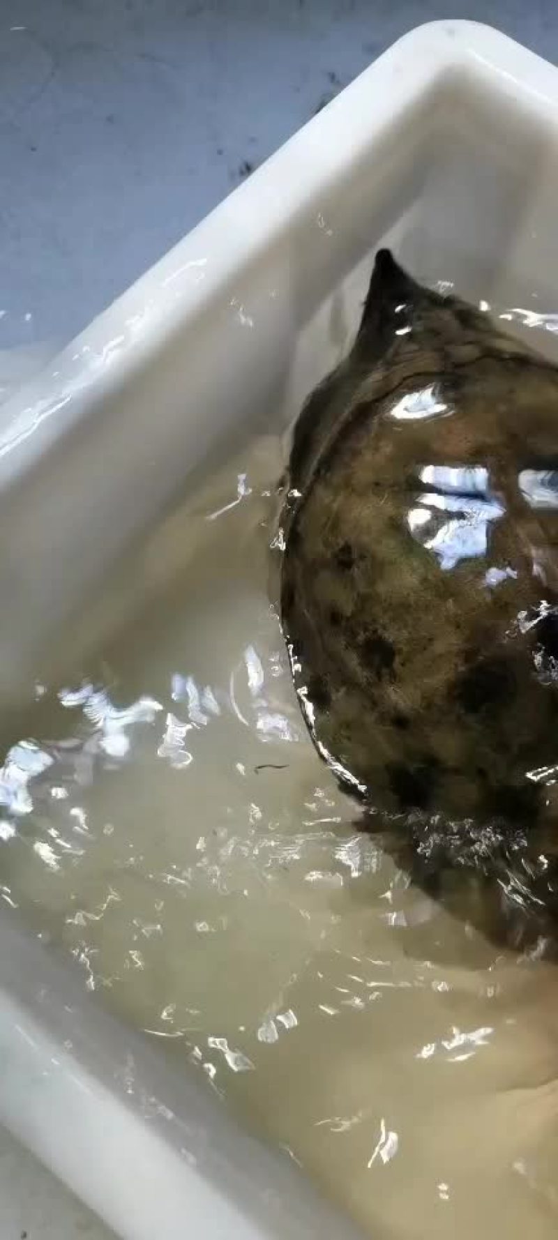 正宗农村土甲鱼