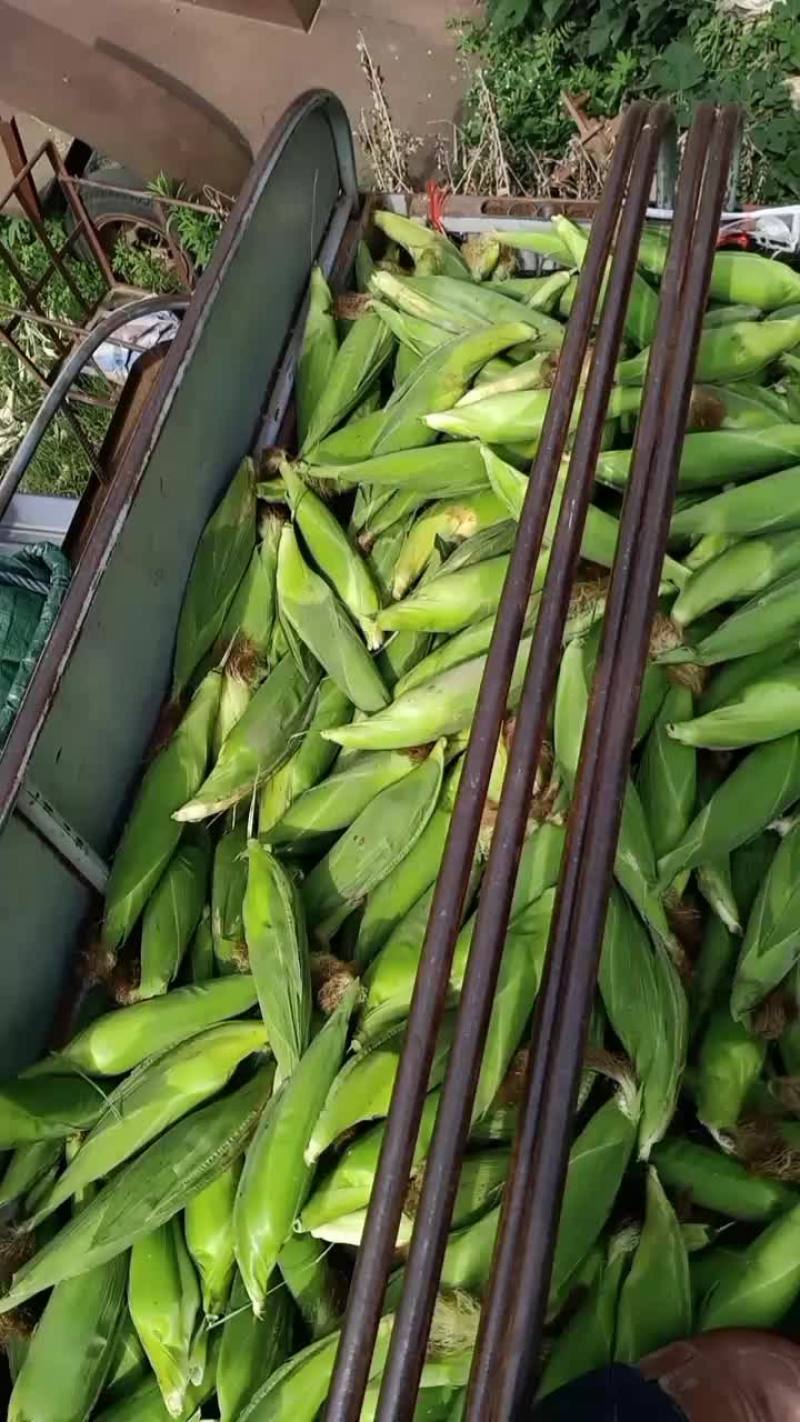 白糯玉米