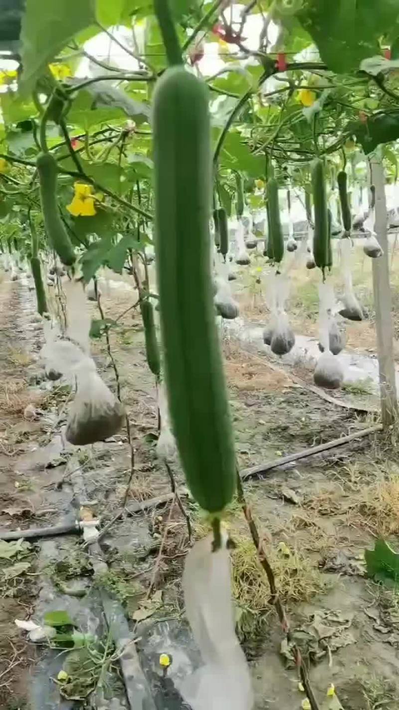 肉丝瓜，香丝瓜，油皮瓜，丝瓜，瓜大量有货