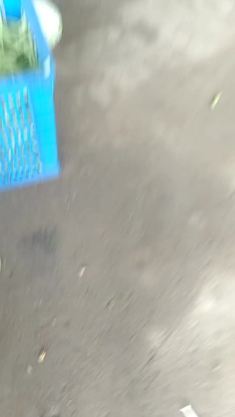 安徽芜湖鸠江区精品东瓜大量上市，长白条东瓜