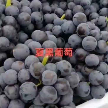 葡萄