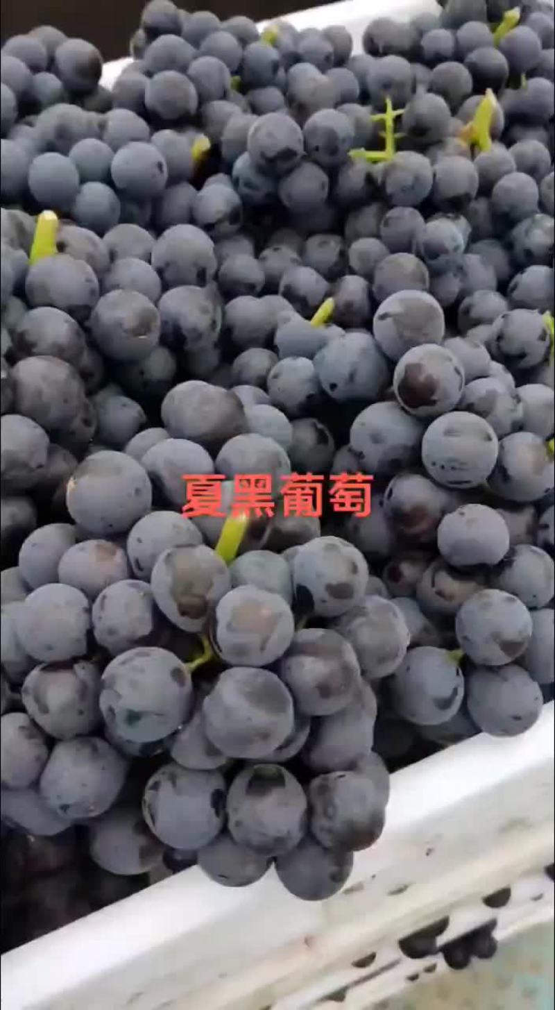 葡萄