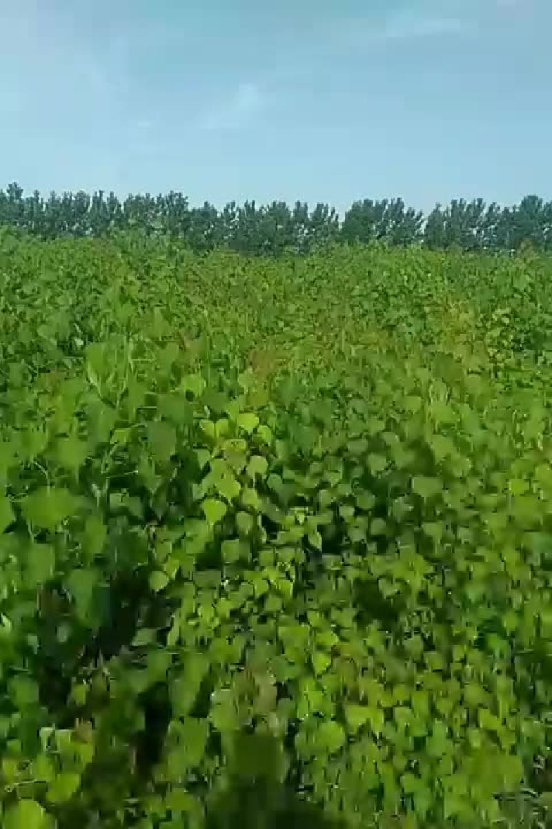 乌桕树苗
