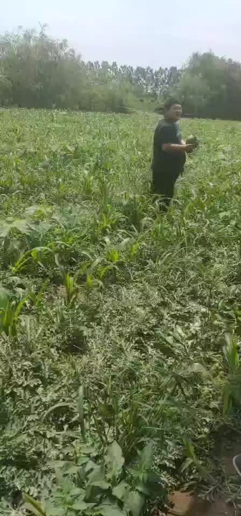 陆地小京新