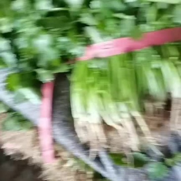 精品香菜