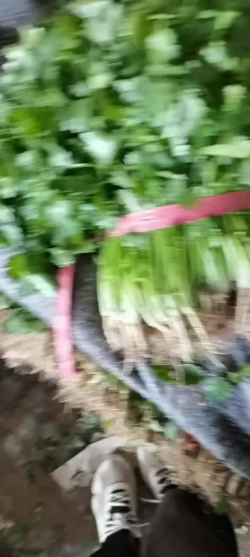 精品香菜
