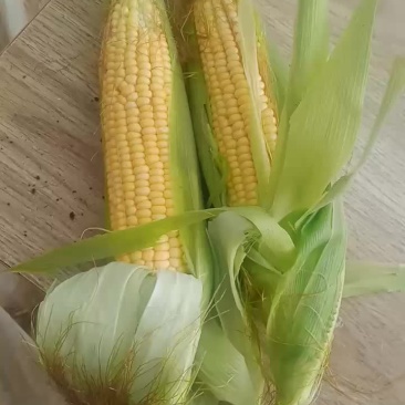 鲜玉米