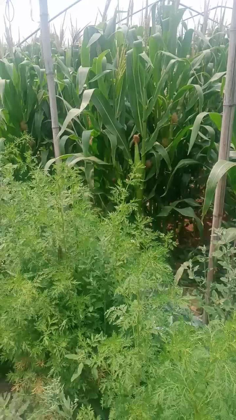 鲜玉米
