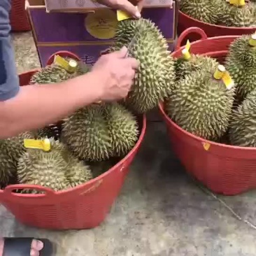 泰国工厂产地直发高碑店市场有需要可以加我微信联系啊！