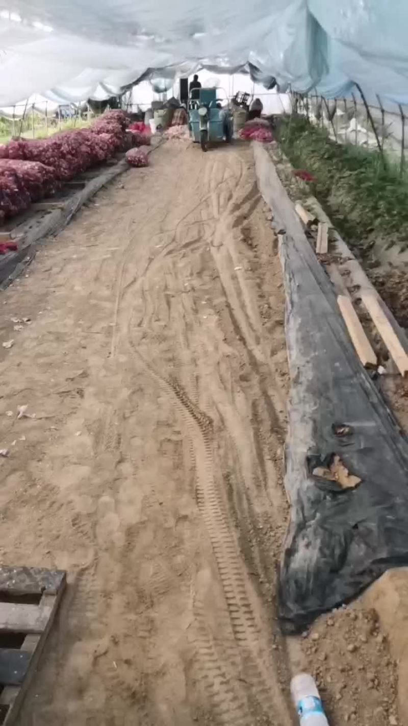 大蒜