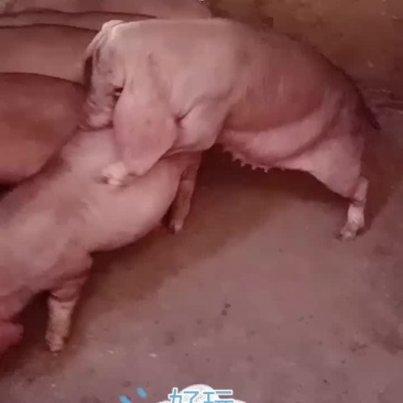太湖原种母猪价格太便宜了
