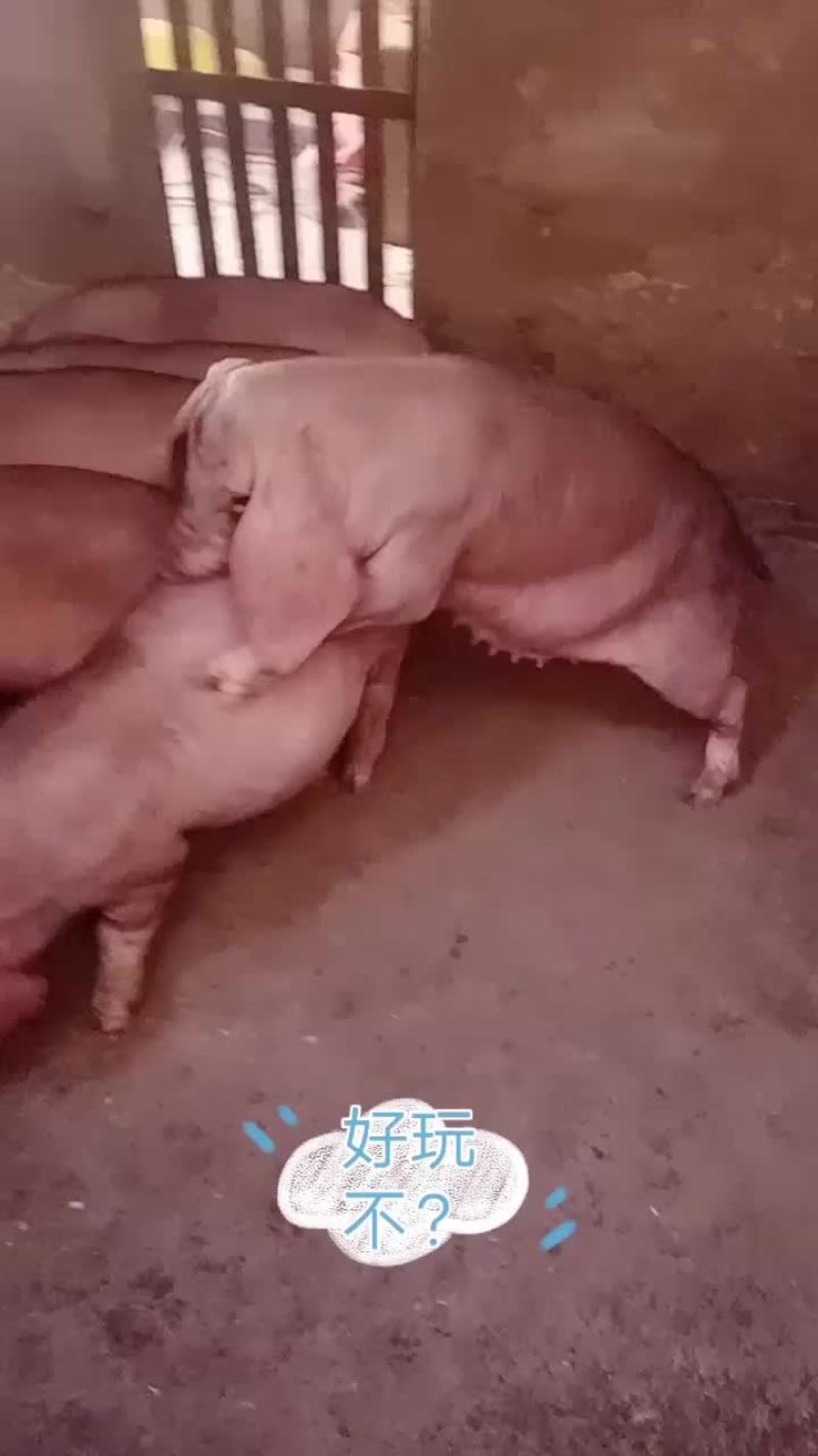 太湖原种母猪价格太便宜了