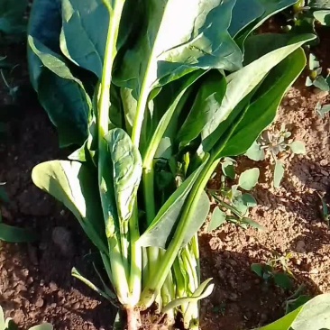 菠菜