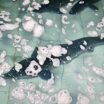 鲟鱼，大鲟鱼