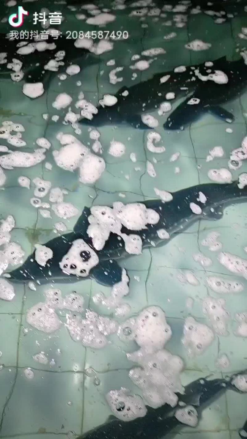 鲟鱼，大鲟鱼
