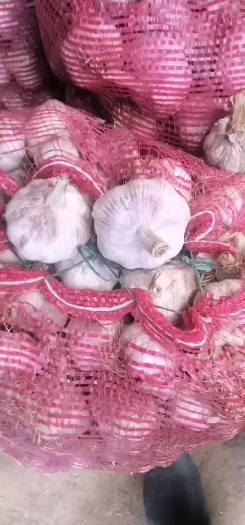优质大蒜