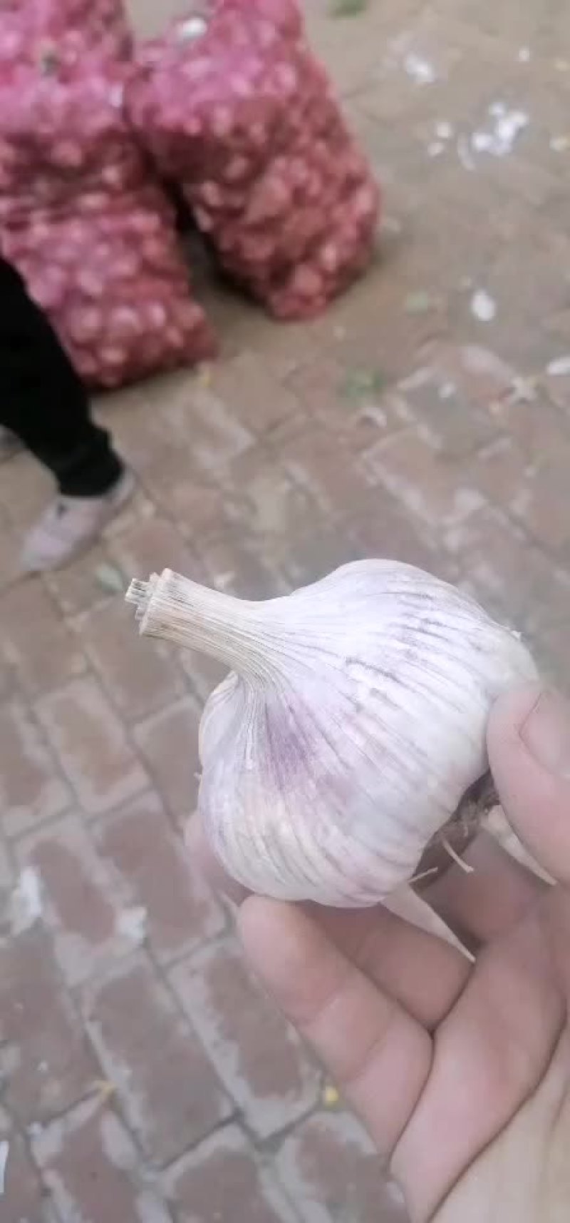 优质大蒜