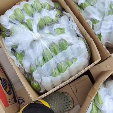缅甸货，常规苗香蕉