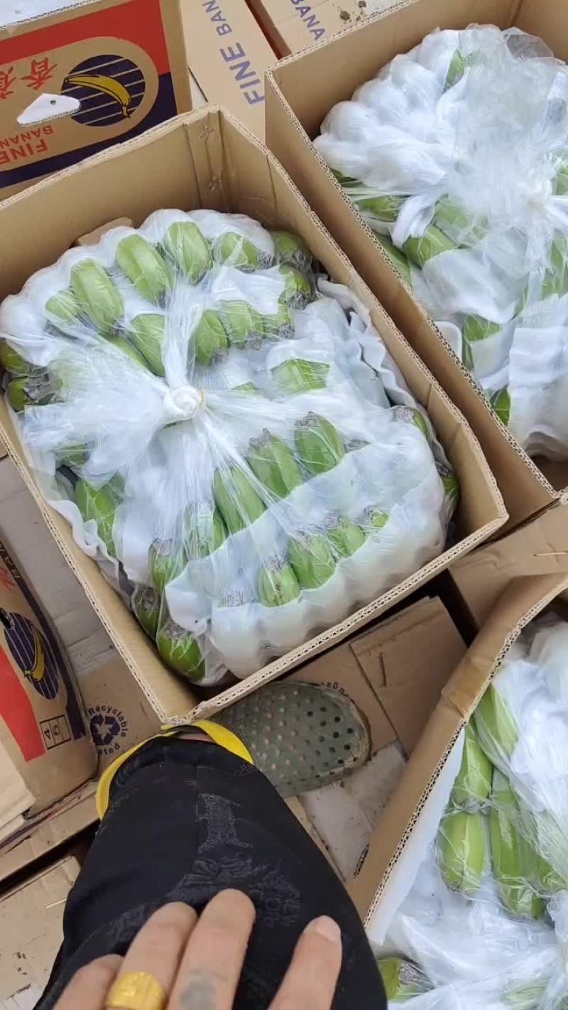 缅甸货，常规苗香蕉