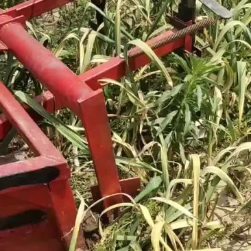河北邯郸大名县，大蒜大量有货价格不高