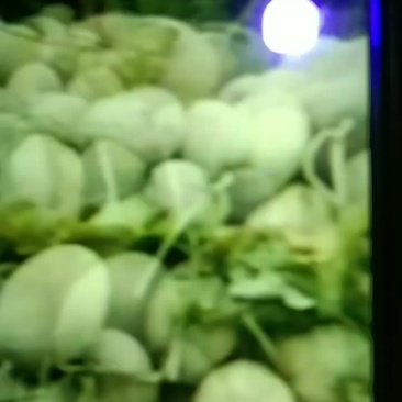 山东济南特产哈密瓜