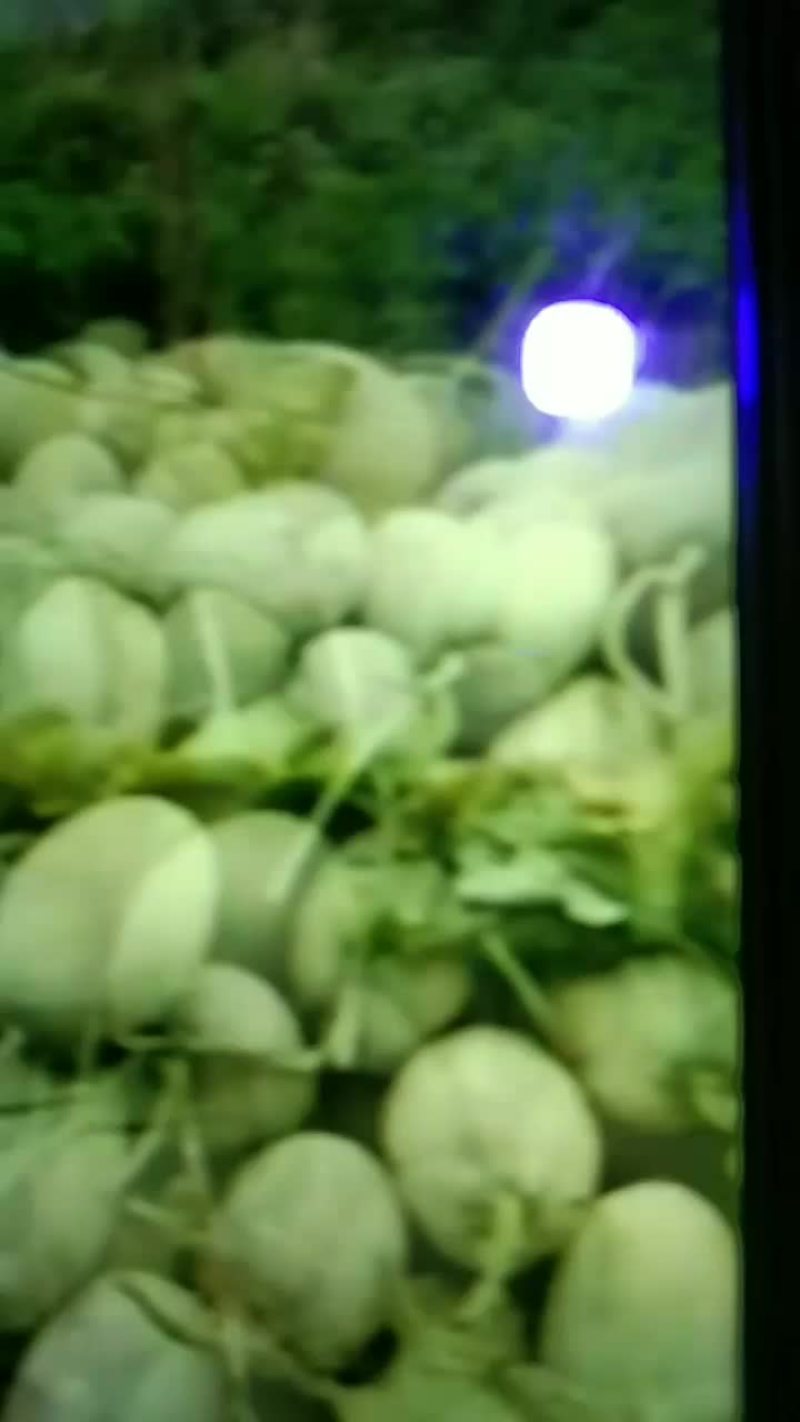 山东济南特产哈密瓜