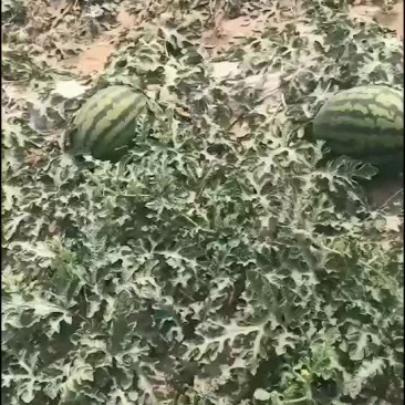 陆地甜王