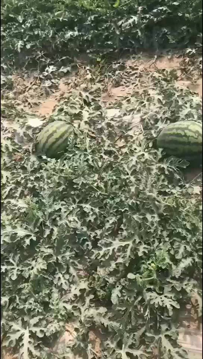 陆地甜王